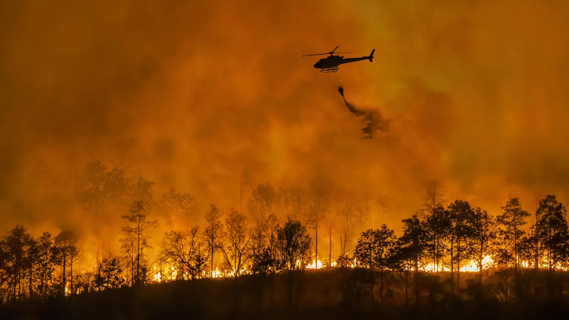 helicopter-fighting-forest-fire-1 Why Timber Plantations Explode Into Megafires